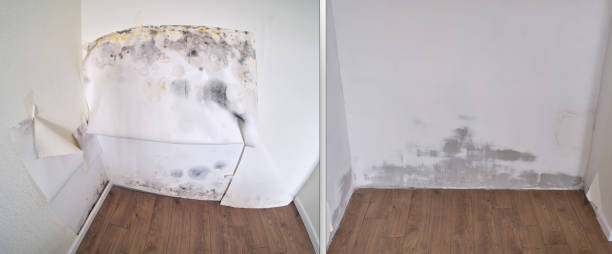 Best Black Mold Removal  in USA